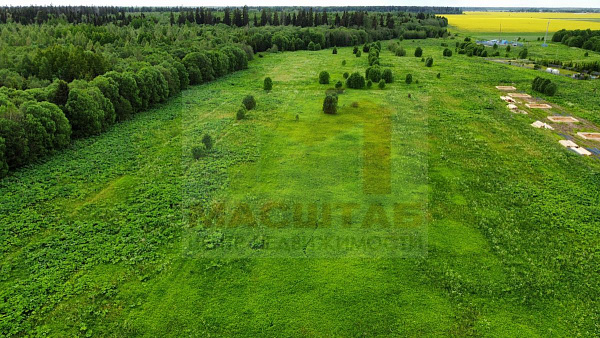 Клопицы