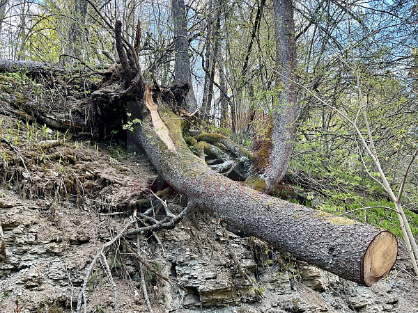Ленинградская область, Ломоносовский муниципальный район, сельское поселение Лопухинское, Новая Буря.