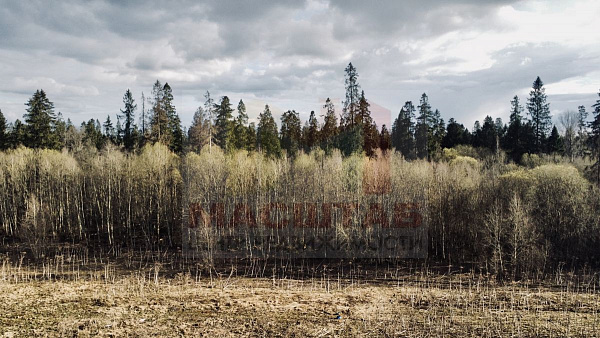 Российская Федерация, Ленинградская область, Волосовский муниципальный район, Клопицкое сельское поселение, д. Клопицы