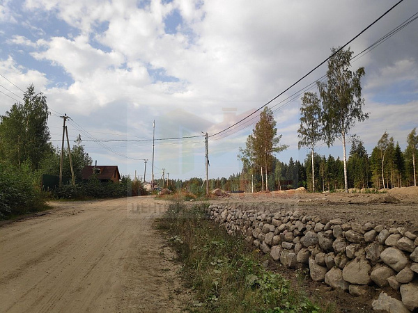 Ромашки