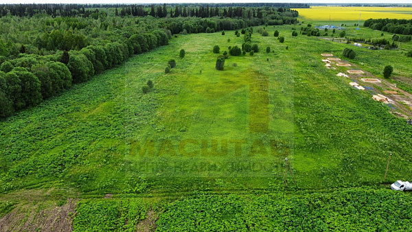 Клопицы