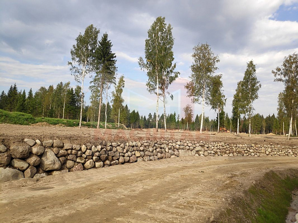 Ромашки